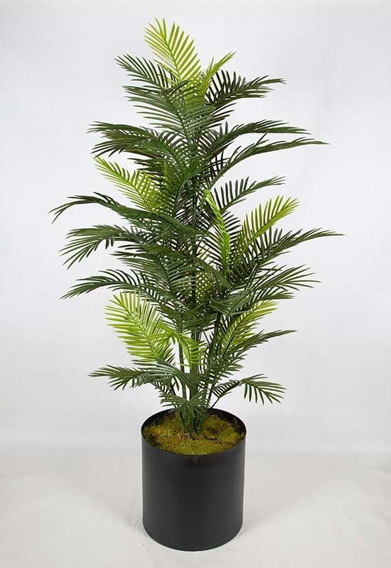 UV Robellini Palmiye 185cm