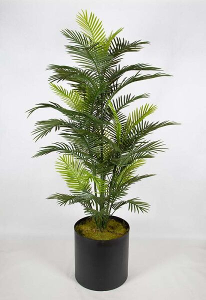 UV Robellini Palmiye 185cm