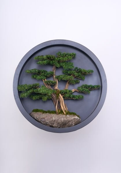 Bonsai Tablo - 90cm