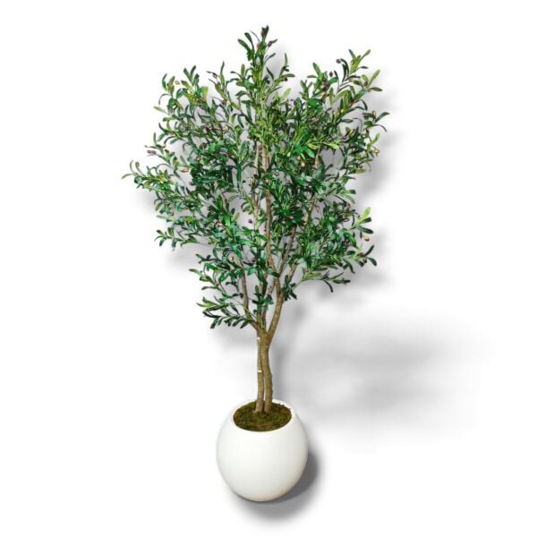Zeytin Ağacı 220cm
