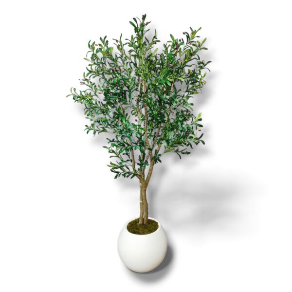 Zeytin Ağacı 220cm