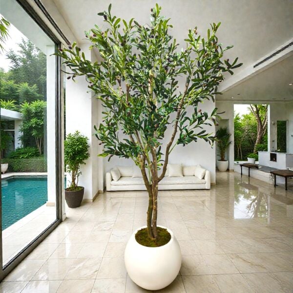 Zeytin Ağacı 240cm