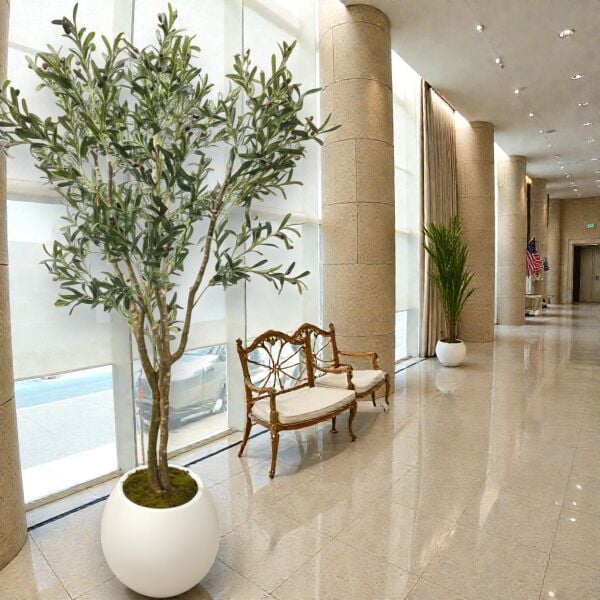 Zeytin Ağacı 240cm