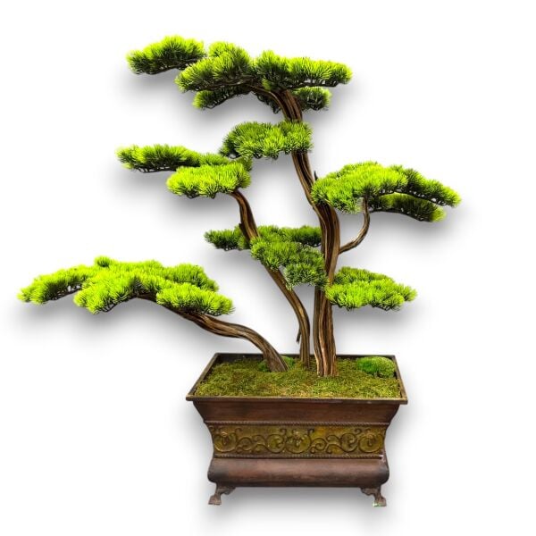 Bonsai Ağacı 140cm