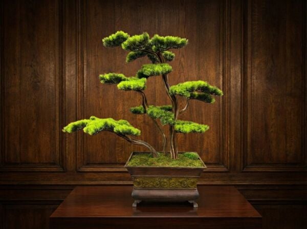 Vintage Bakır Saksılı Doğal Bonsai (100 cm)