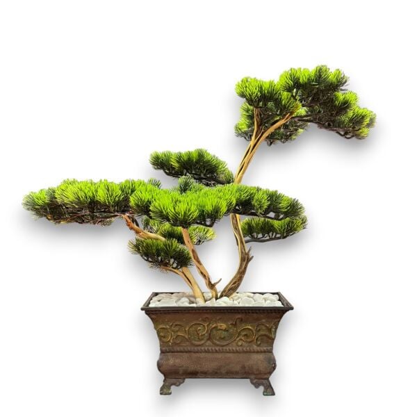 Bonsai Ağacı 90cm