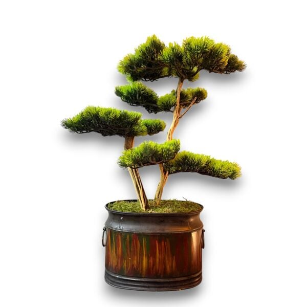 Bonsai Ağacı 60cm