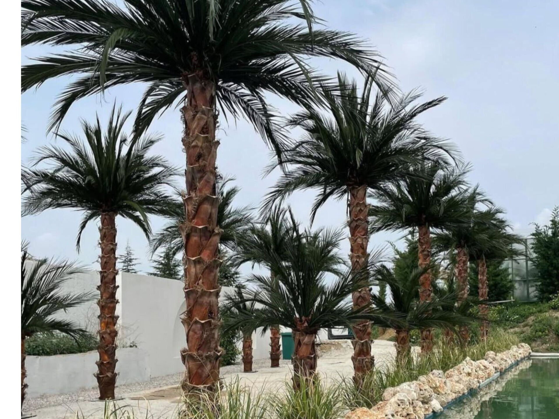 Gerçekçi görünüme sahip uzun ömürlü şoklanmış palmiye yaprağı