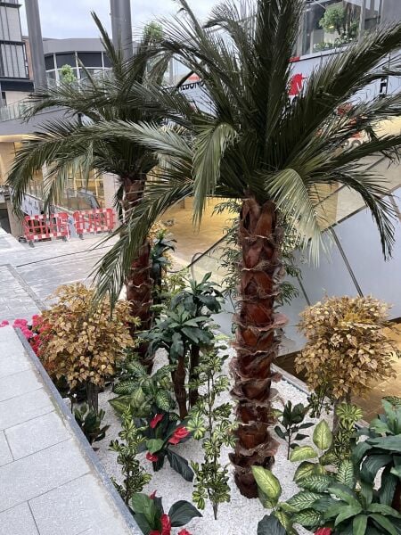 Şoklanmış Palmiye