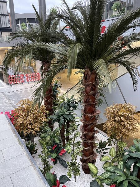 Şoklanmış Palmiye