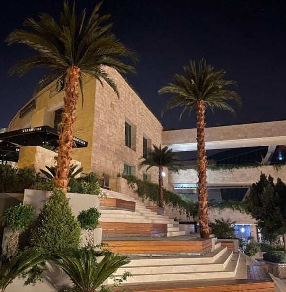 Şoklanmış Palmiye