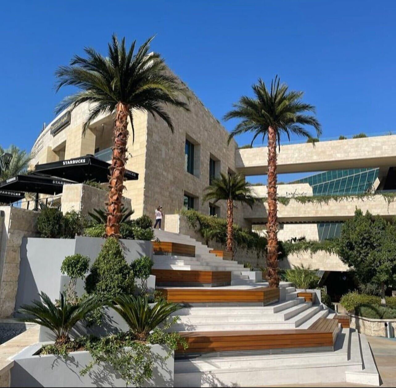 İç mekan lobi ve modern dekorasyon projeleri için şoklanmış palmiye ağacı