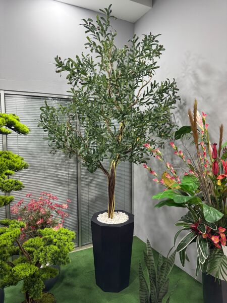 Zeytin Ağacı 260cm