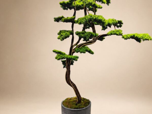 200 cm Doğal Gövdeli Yapay Bonsai Ağacı - Antrasit Saksılı