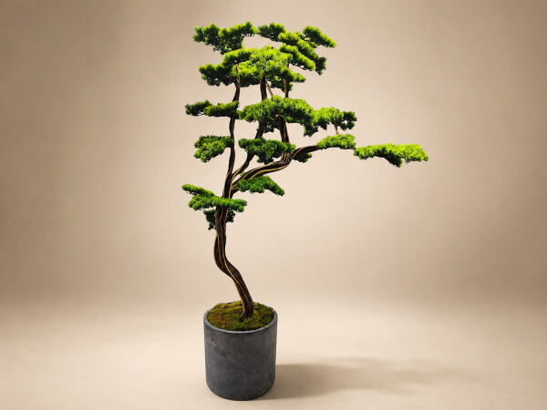 200 cm Doğal Gövdeli Yapay Bonsai Ağacı - Antrasit Saksılı