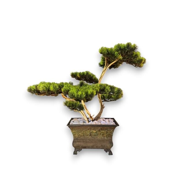 Bonsai Ağacı 60cm