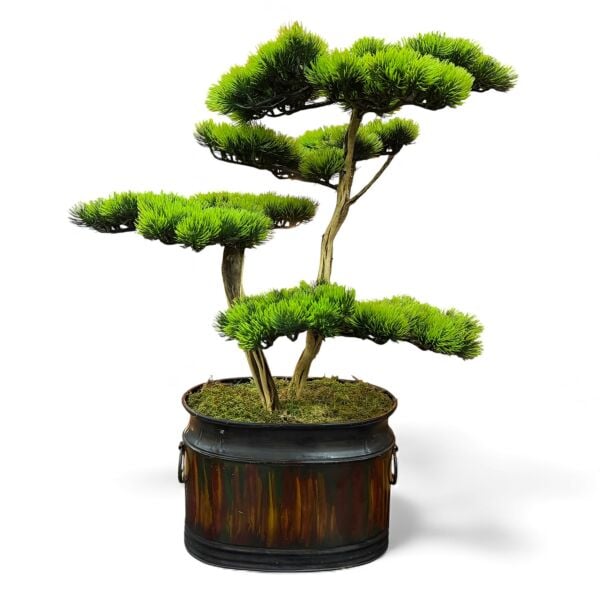 Bonsai Ağacı 66cm