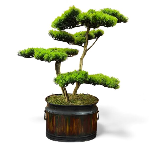 Bonsai Ağacı 66cm