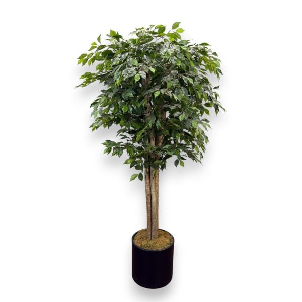 Ficus Ağacı 180cm