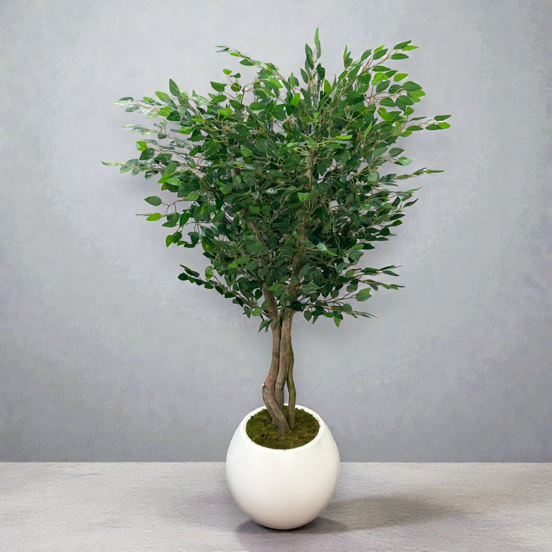 Ficus Ağacı 180cm