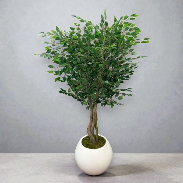 Ficus Ağacı 180cm