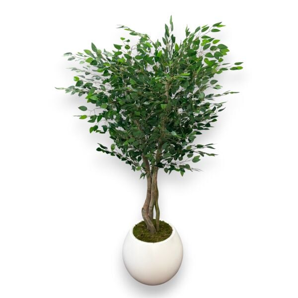 Ficus Ağacı 180cm