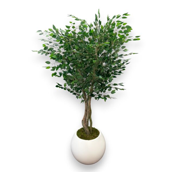 Ficus Ağacı 180cm