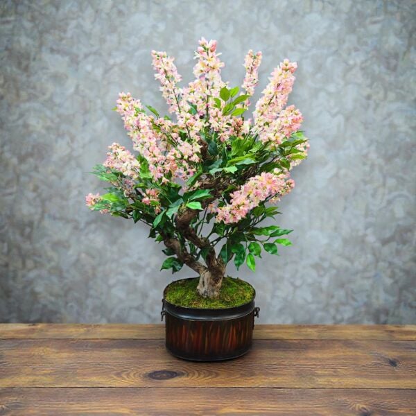 Dekoratif Eskitme Saksılı Bonsai Ağacı 120cm