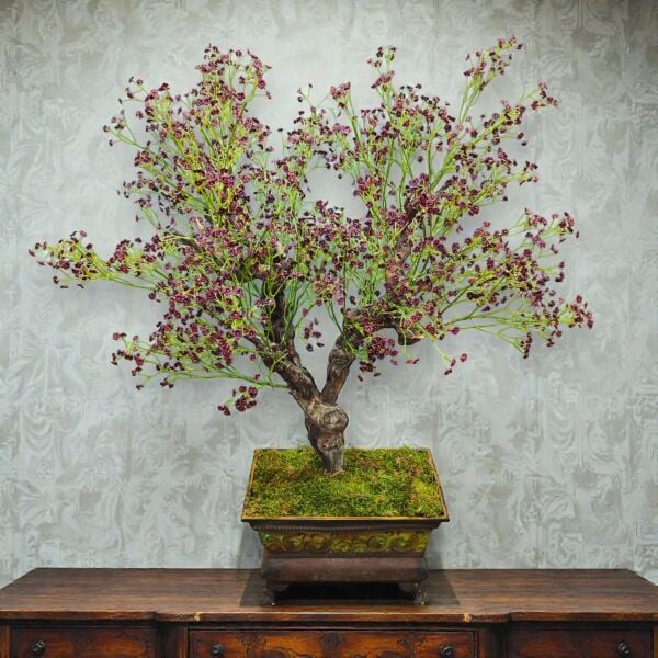 Dekoratif Eskitme Saksılı Bonsai  Ağacı 100cm