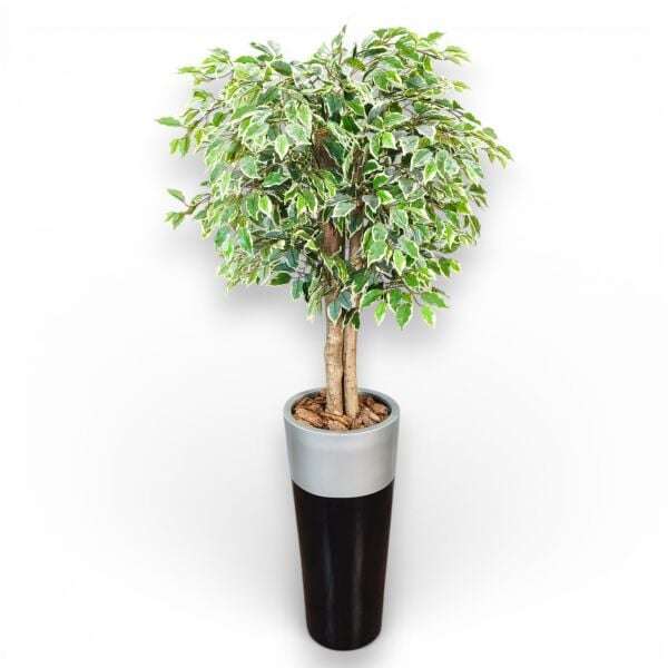 Ficus Ağacı Fiber Saksılı 180cm