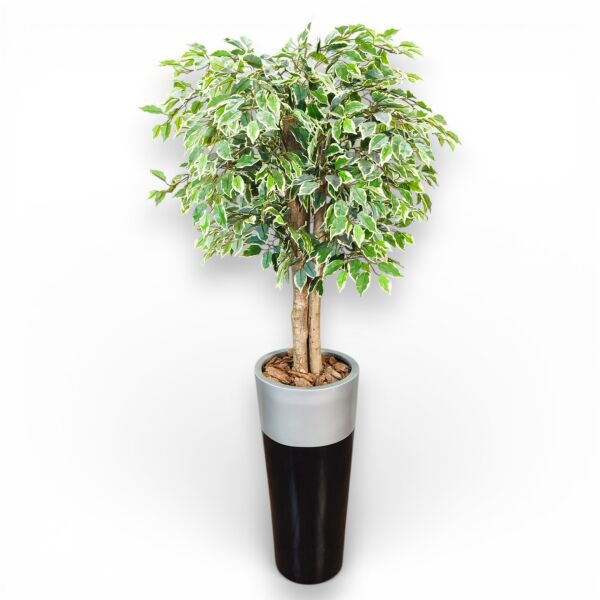Ficus Ağacı Fiber Saksılı 180cm
