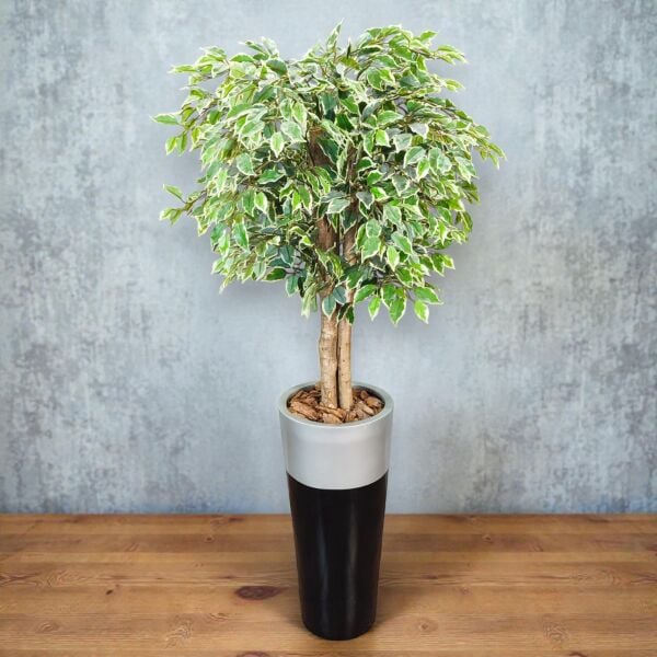 Ficus Ağacı Fiber Saksılı 180cm