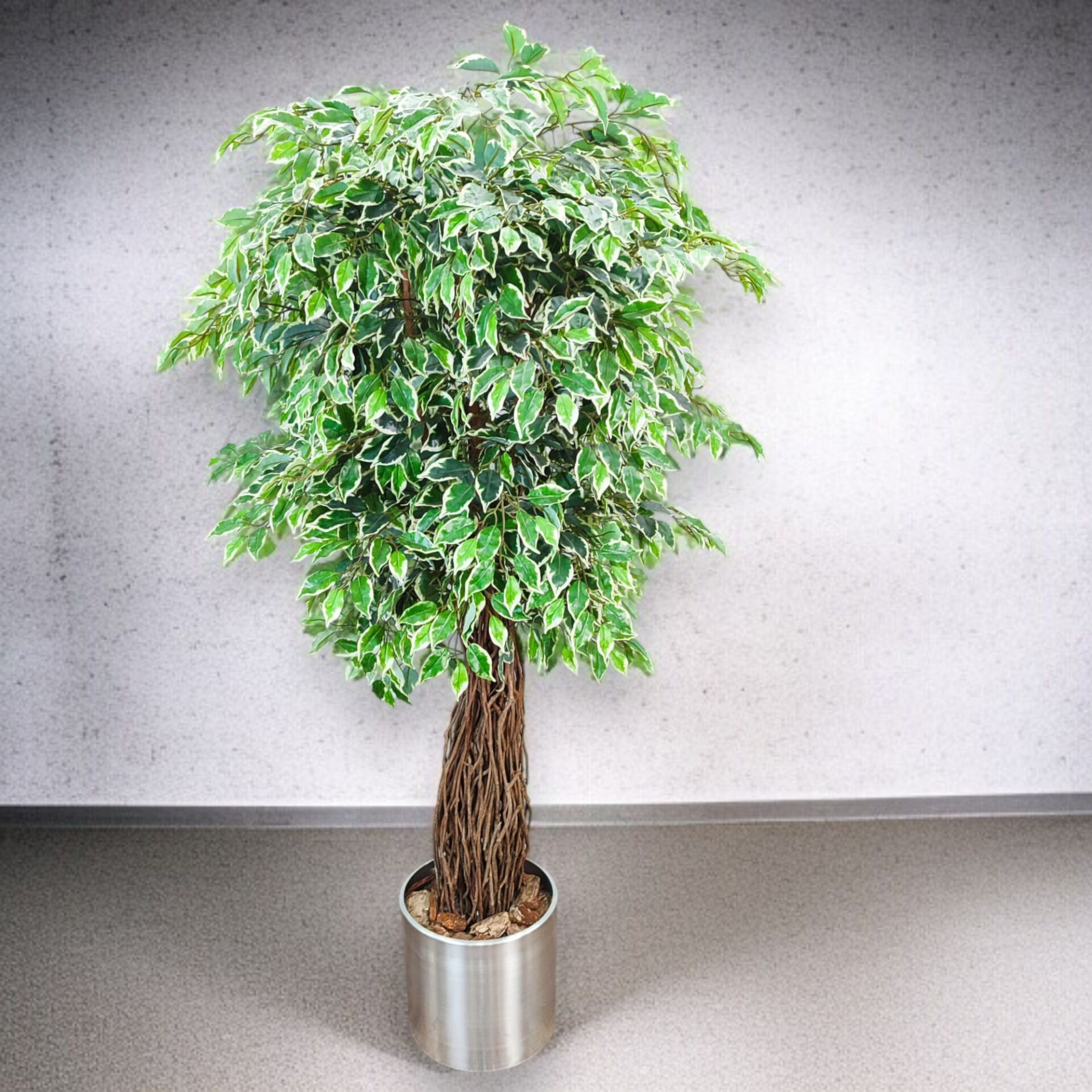 Ficus Ağacı Saksılı 180cm