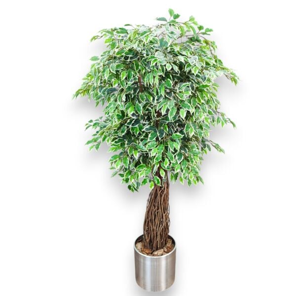 Ficus Ağacı Saksılı 180cm