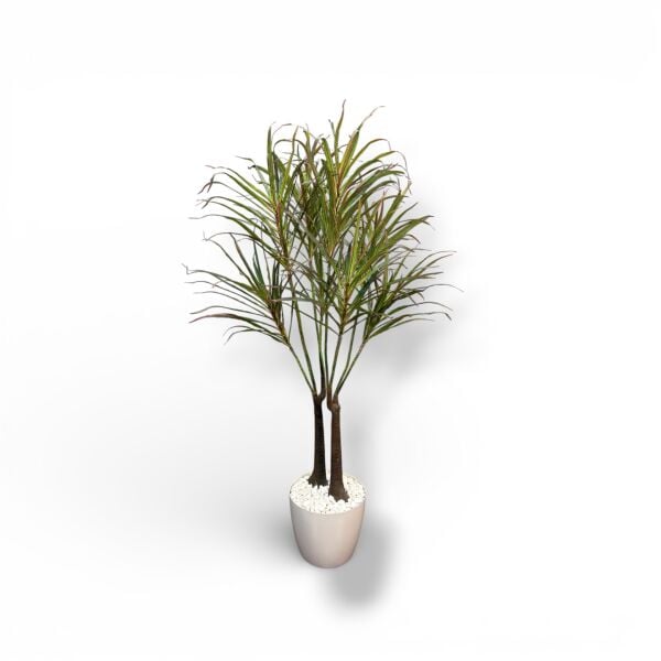 Dracena 160cm