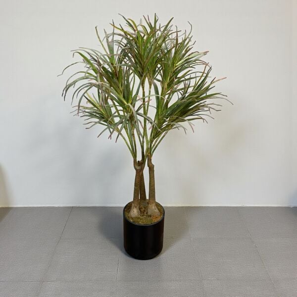 Dracena 160cm