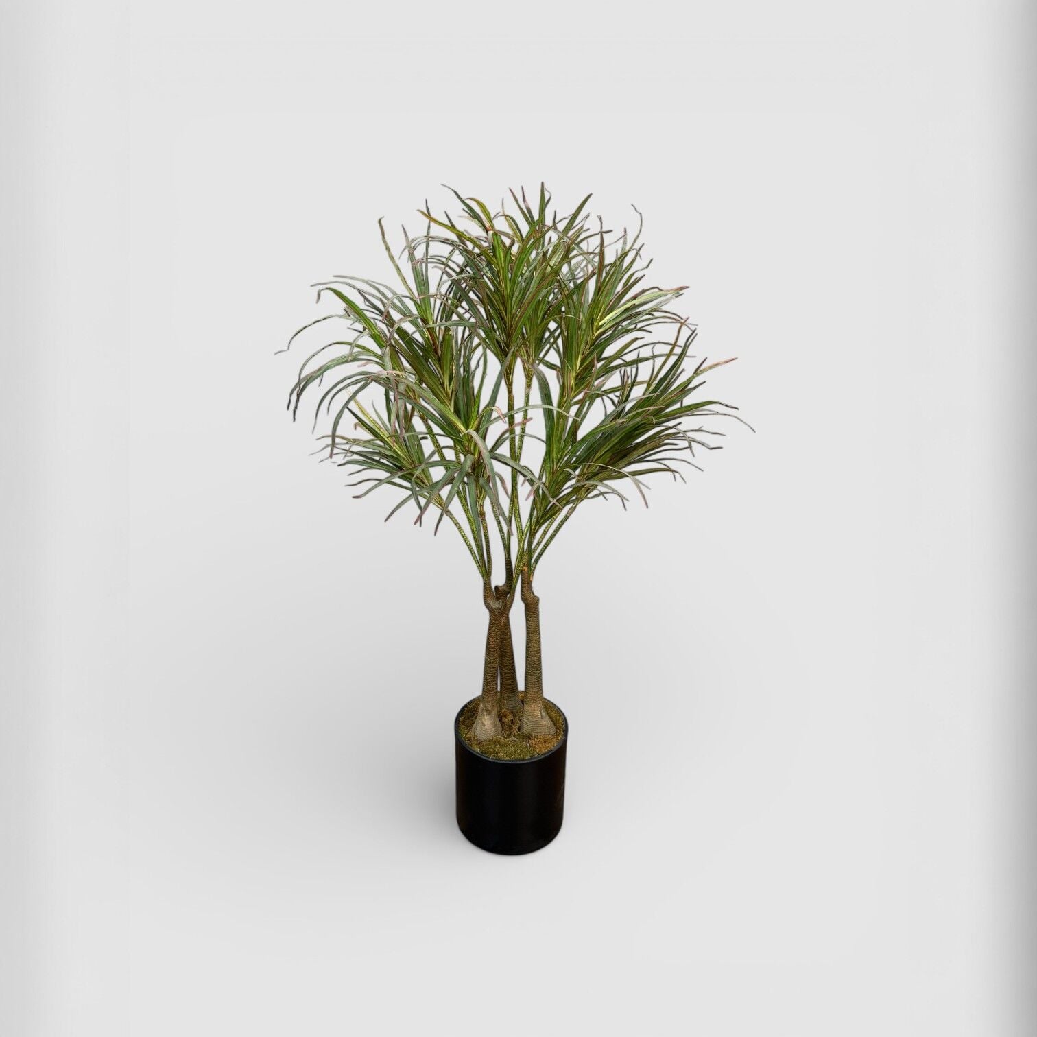 Dracena 160cm