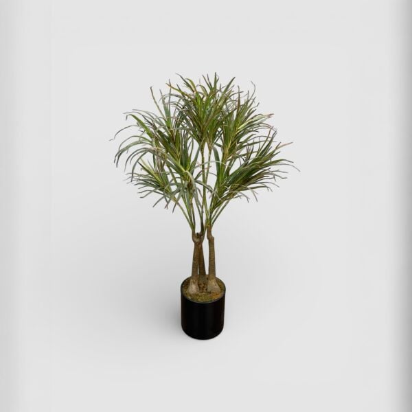 Dracena 160cm