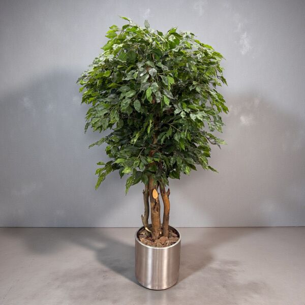 Ficus Ağacı Saksılı 180cm