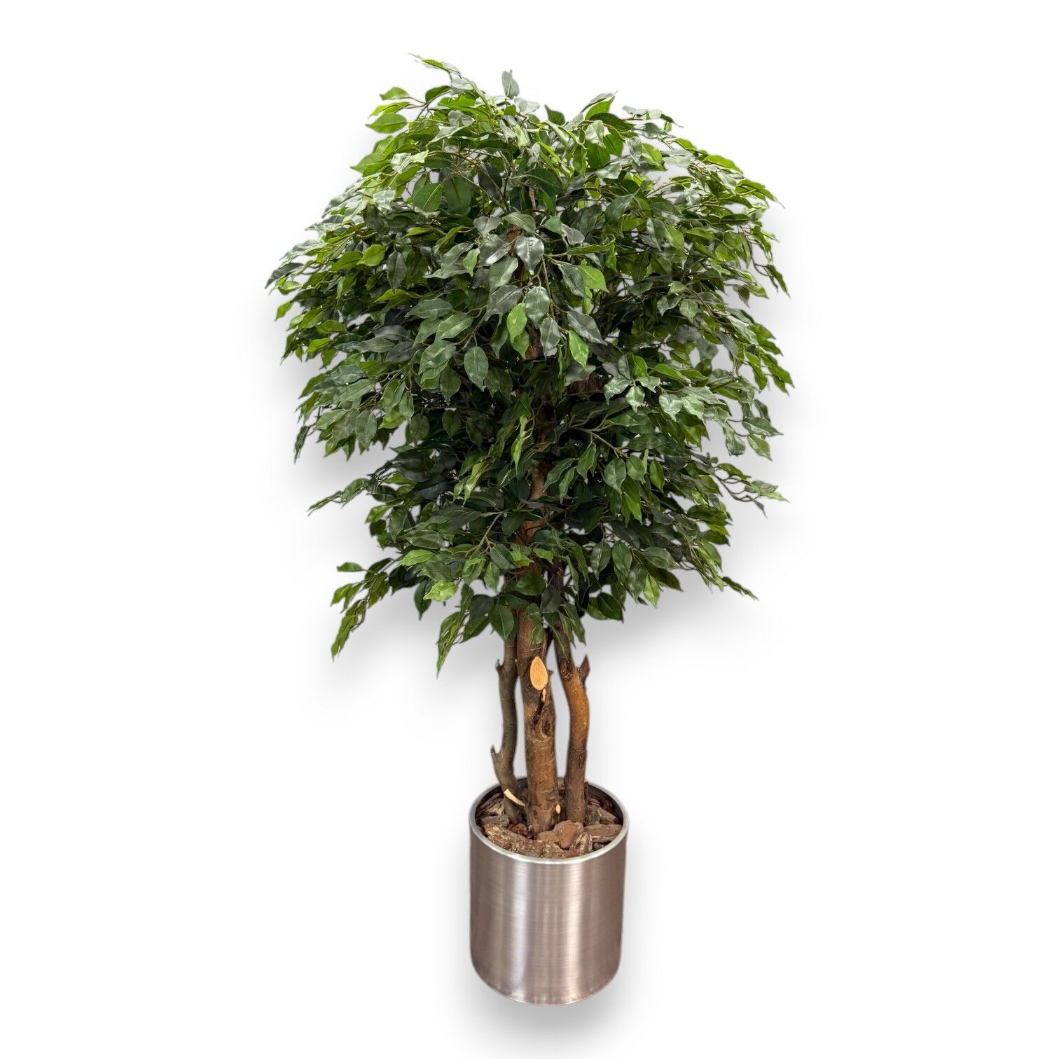 Ficus Ağacı Saksılı 180cm