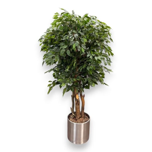 Ficus Ağacı Saksılı 180cm