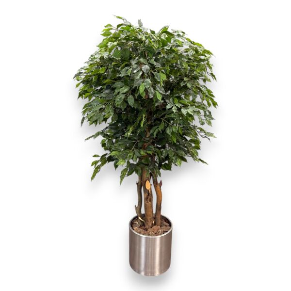 Ficus Ağacı Saksılı 180cm