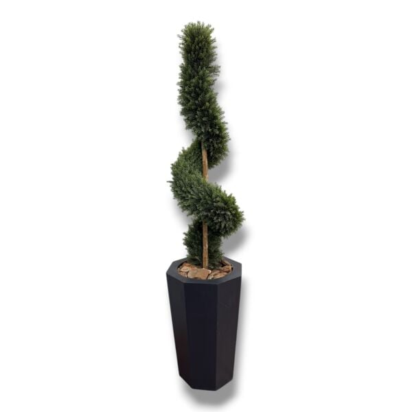 Cypress Topiary Saksısız