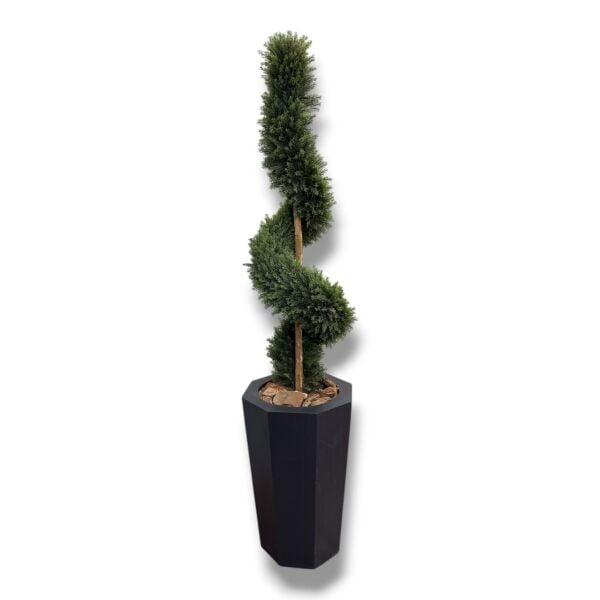 Cypress Topiary Saksılı