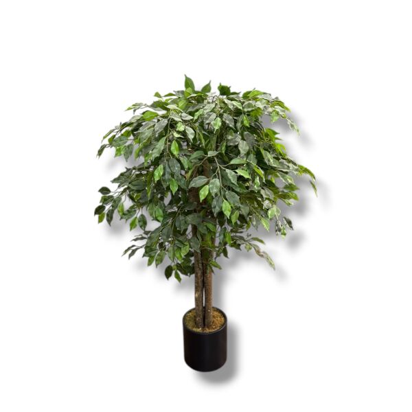 Ficus Ağacı Saksılı 160cm