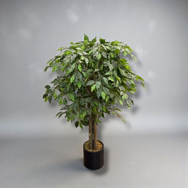 Ficus Ağacı Saksılı 160cm