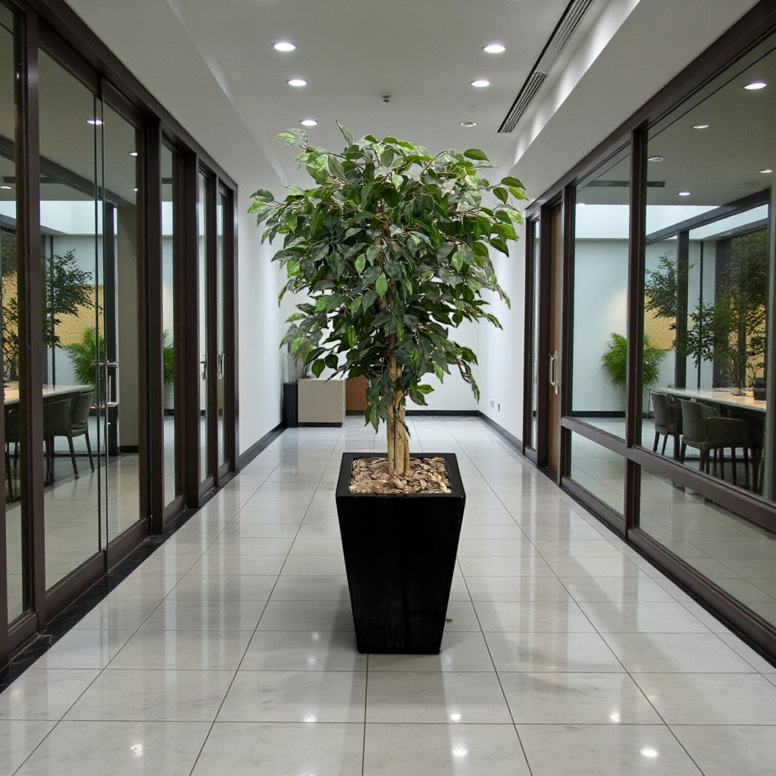 Ficus Ağacı Saksılı 180cm