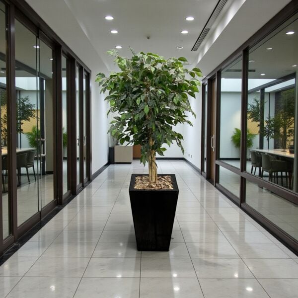 Ficus Ağacı Saksılı 180cm