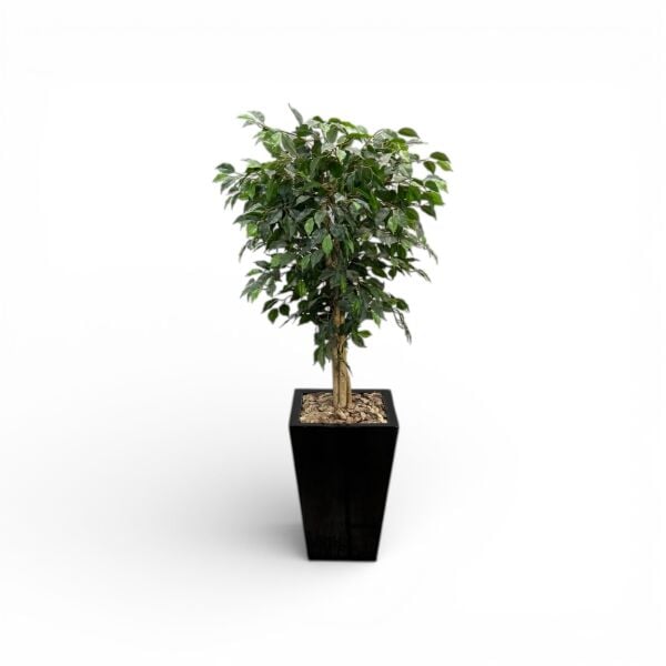 Ficus Ağacı Saksılı 180cm