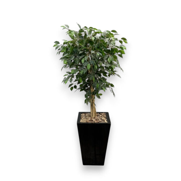 180 cm Yapay Ficus Ağacı - Siyah Fiber Saksılı